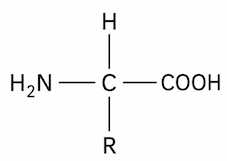 Amino Acid Structure